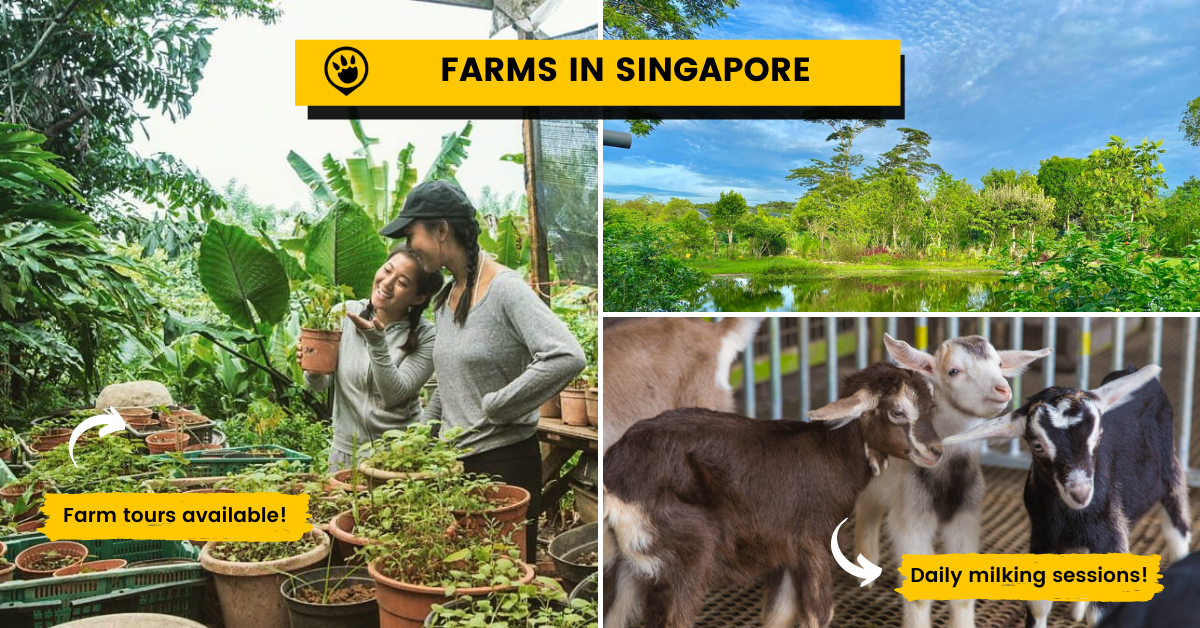 10 Farms in Singapore to Visit for a Taste of the Countryside