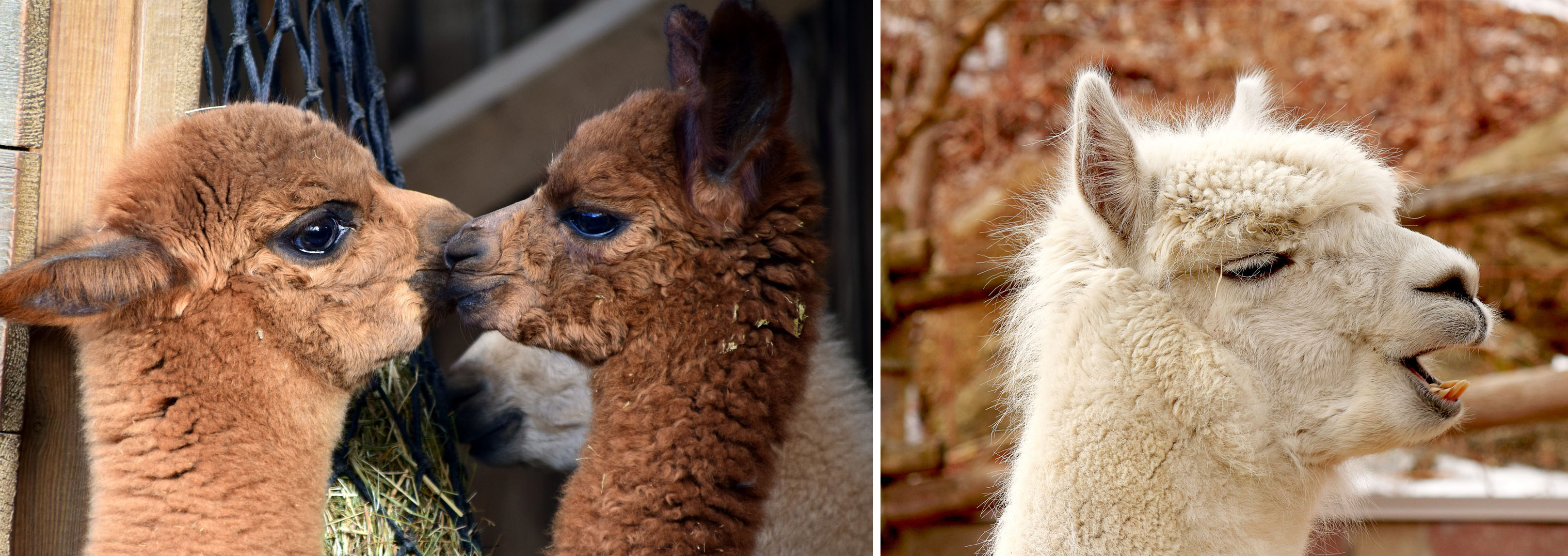 Cute Alpacas in Perth, Western Australia