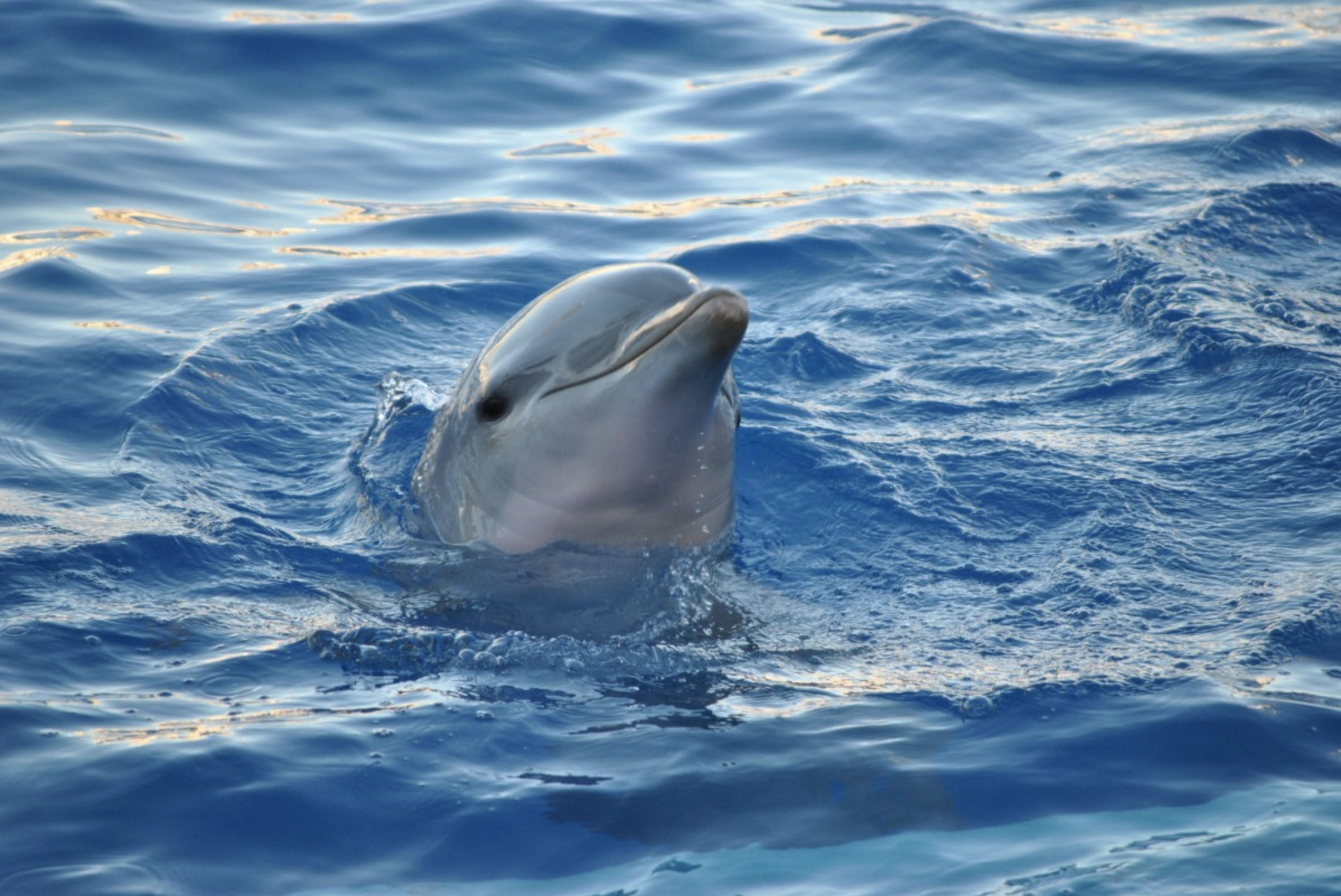 Bottlenose dolphins