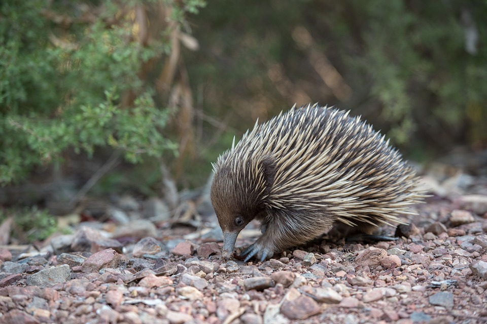 Cute echidna in Western Australia