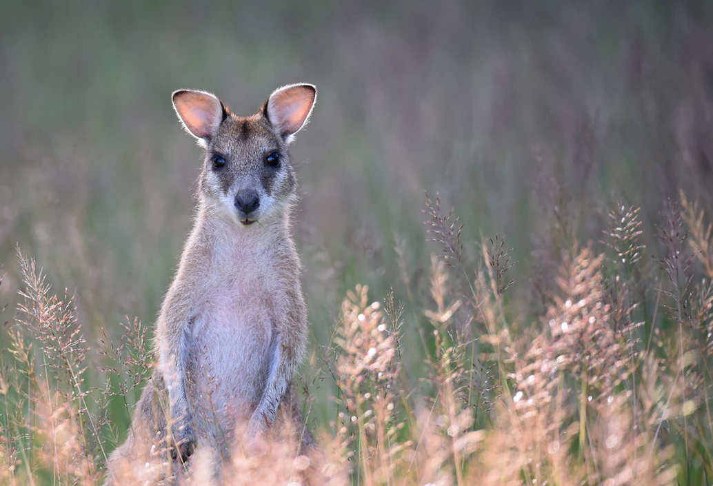 Cute wallabies in Western Australia