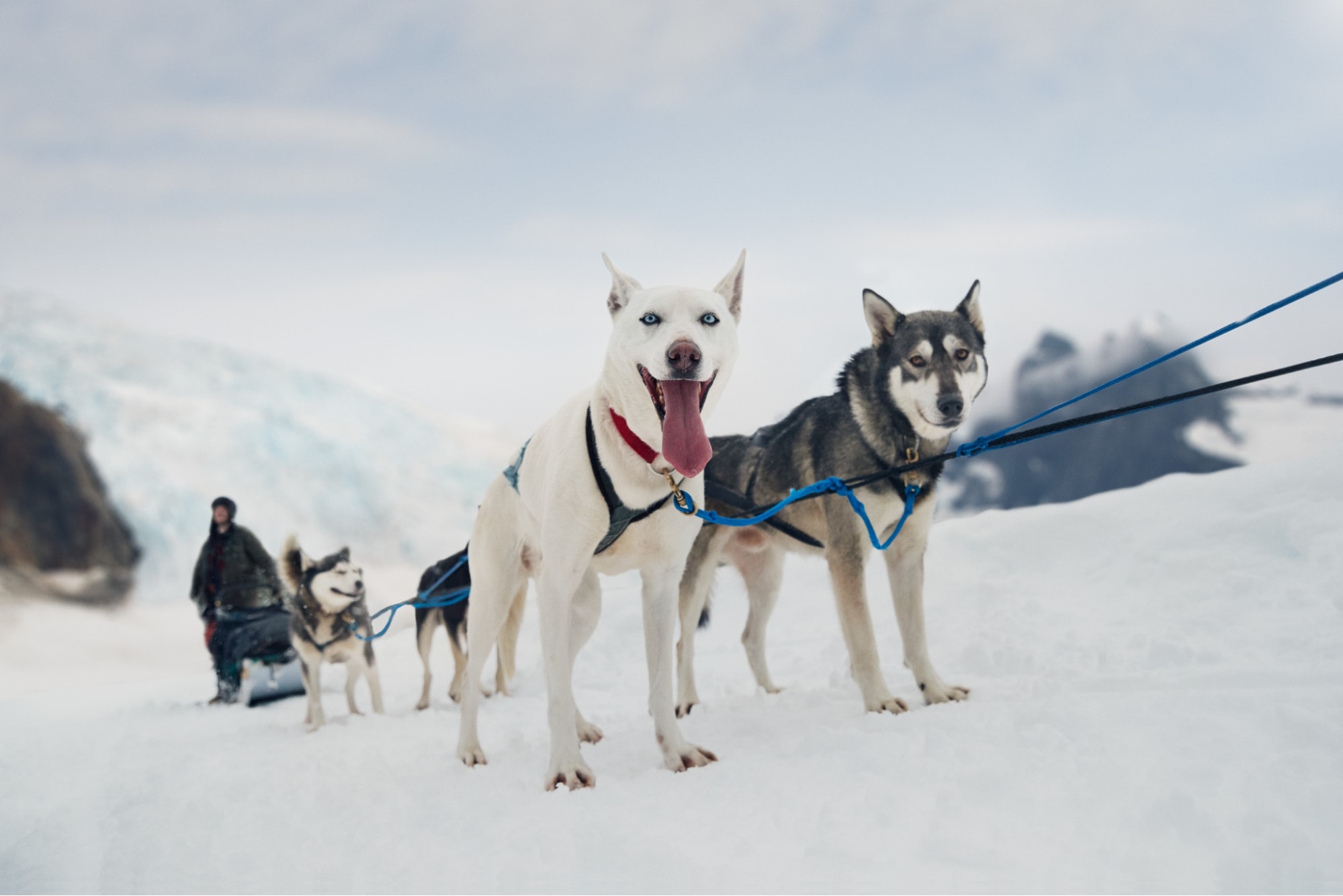 Dog Sledding on the Mendenhall Glacier, Alaska