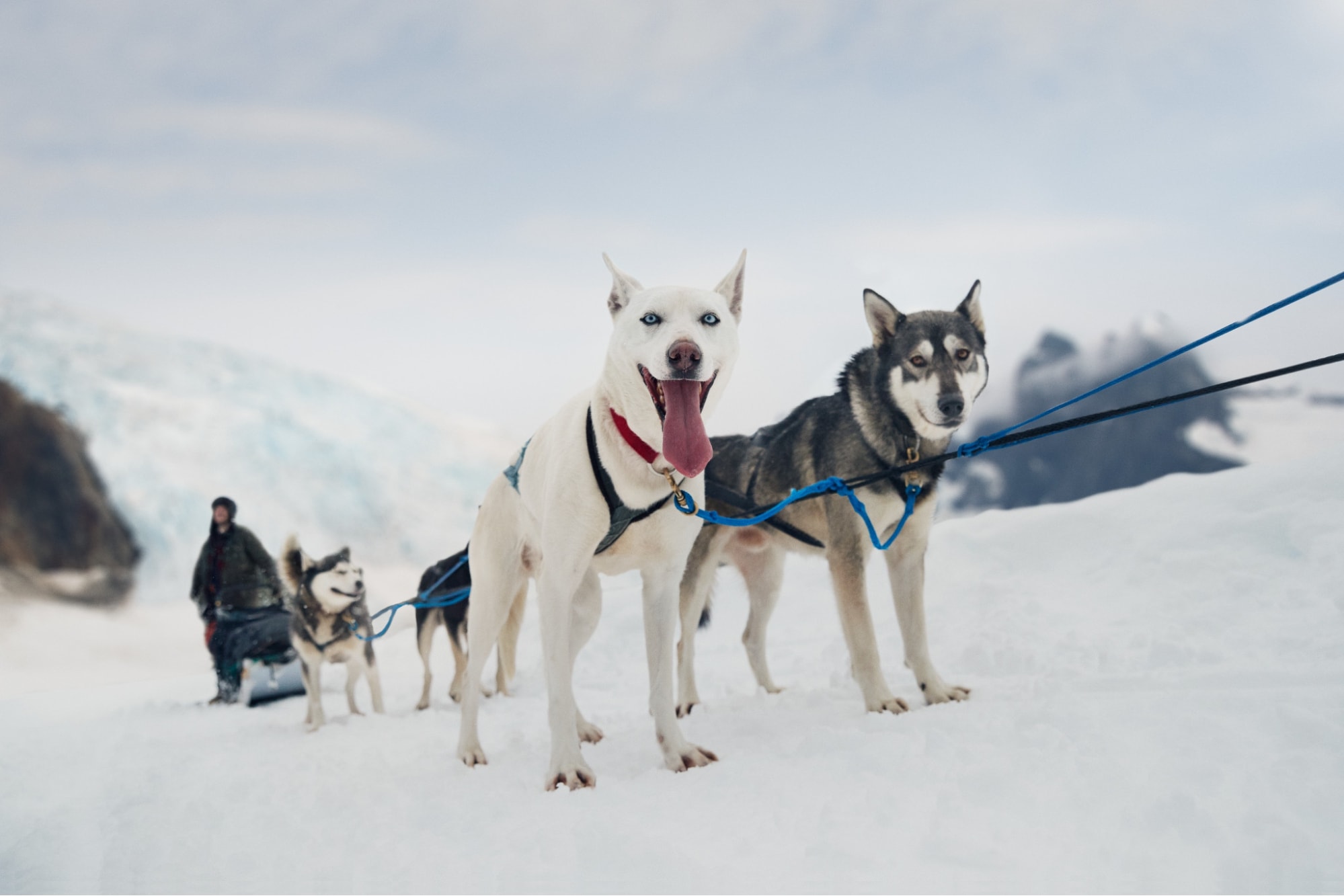 Dog Sledding on the Mendenhall Glacier, Alaska 