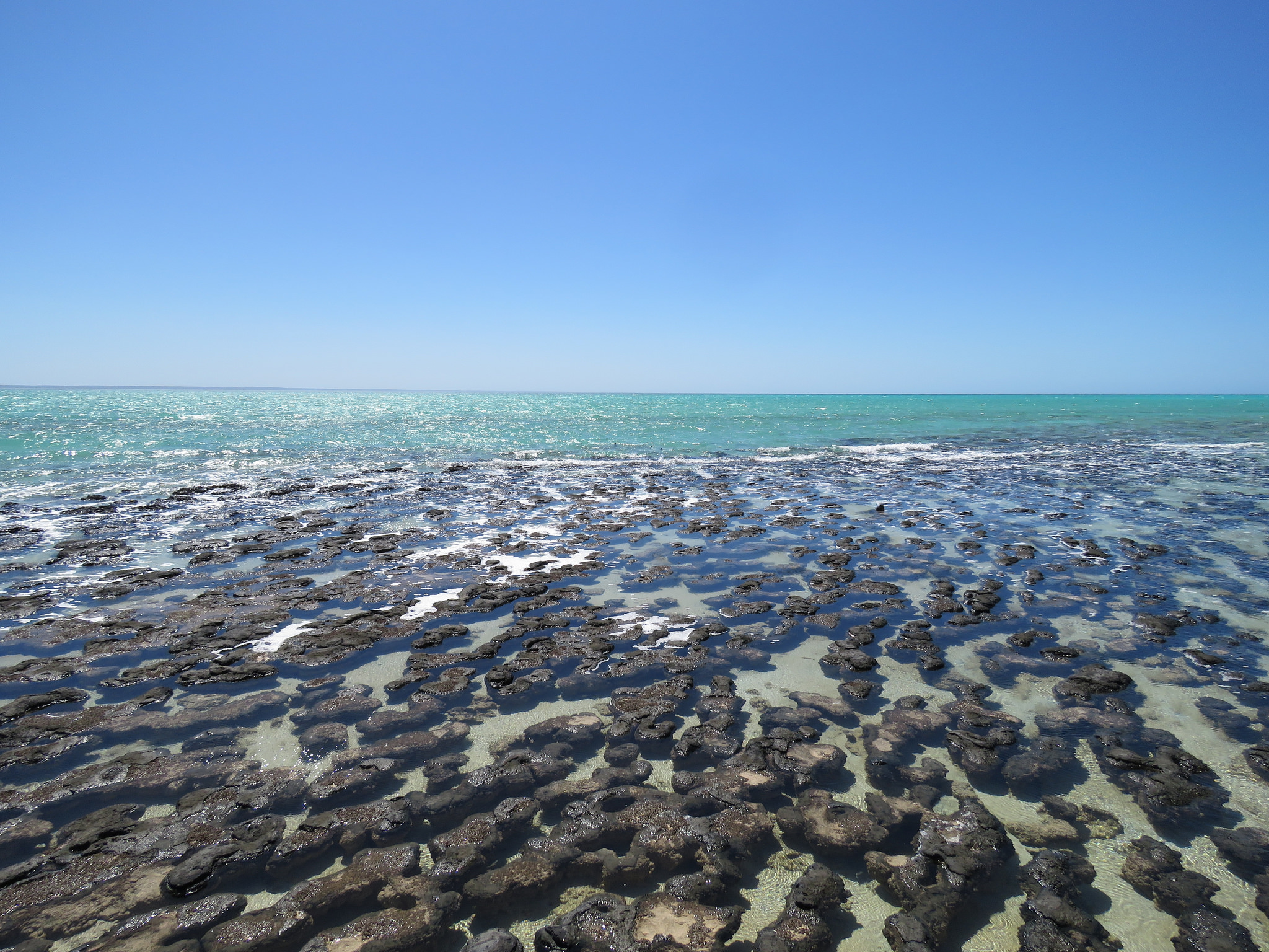 Hamelin Pool, Western Australia