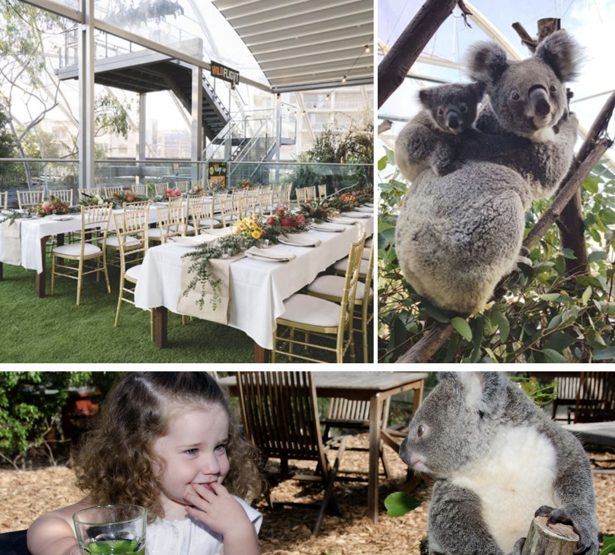 WILD LIFE Sydney Zoo Breakfast with Koalas