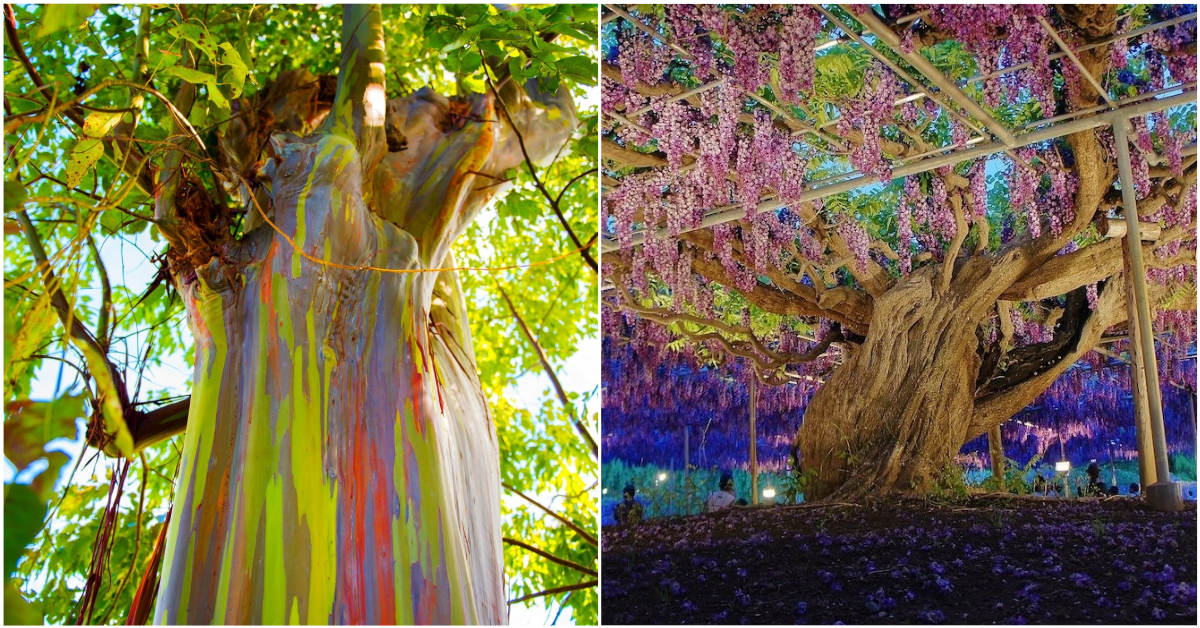 8 Stunning Native Trees in Asia That Will Take Your Breath Away