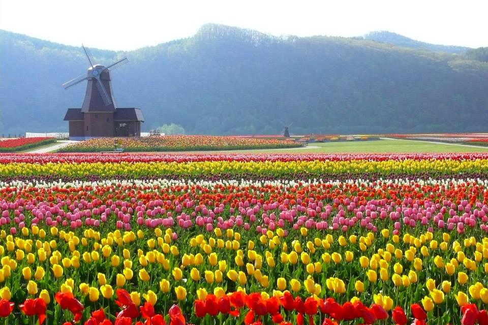 Here’s What the Spring Flowers of Japan Look Like in May 2020