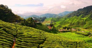 things to do in cameron highlands