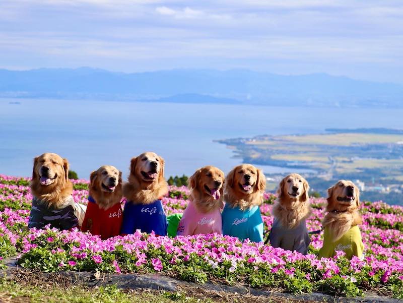 This Kyoto Cafe Has Resident Golden Retrievers Greeting Customers This Kyoto Cafe Has Resident Golden Retrievers Greeting Customers