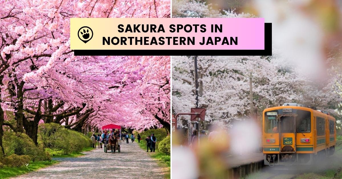 Sakura on Rails The Best Sakura Spots in Northeastern Japan by Train