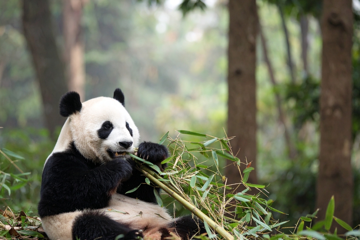 Animal Experiences in Asia To Get Close to Wildlife