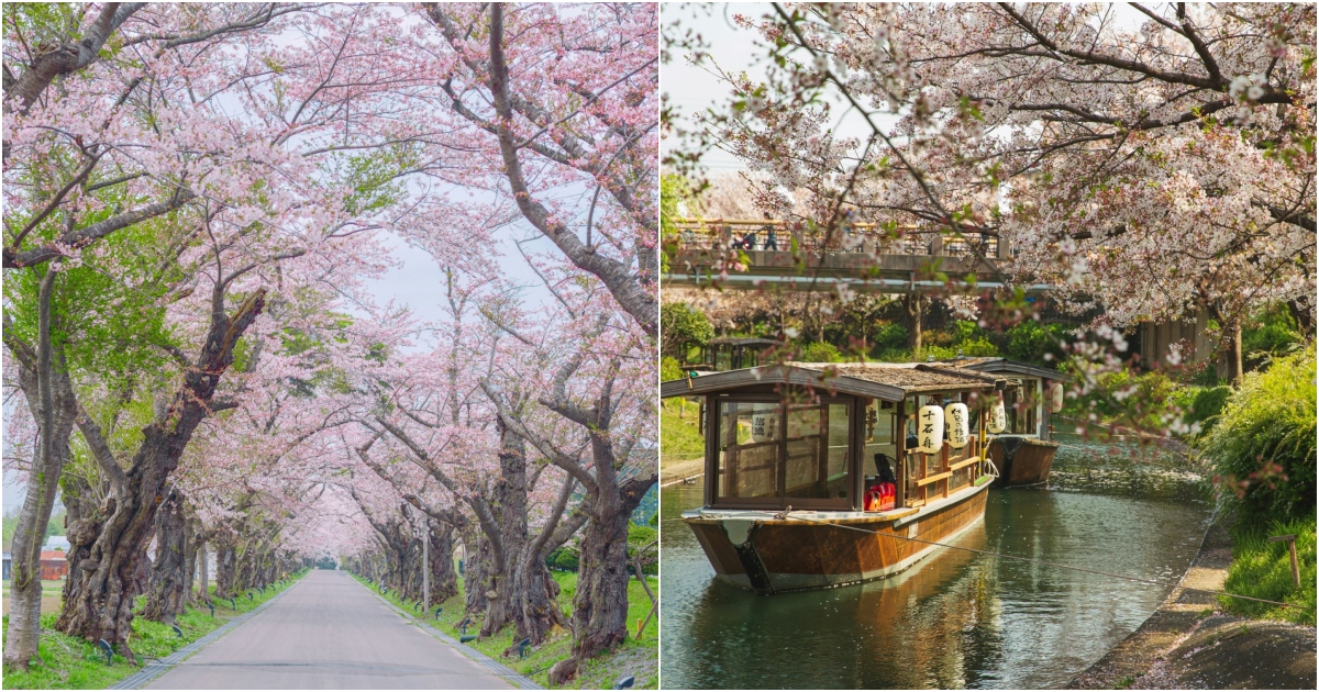 Japan Cherry Blossom 2026 Forecast: When & Where to See Sakura