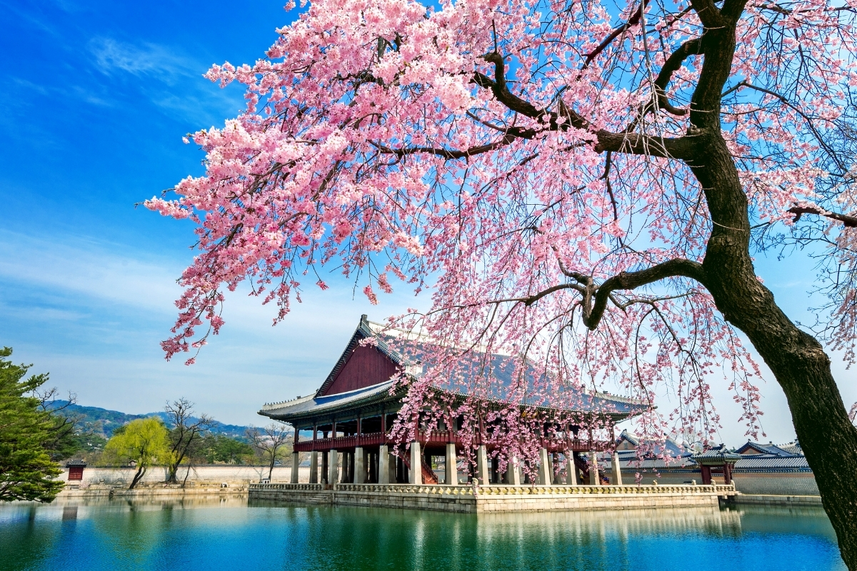 South Korea Cherry Blossoms 2026 Forecast Guide & 15 Best Viewing Spots