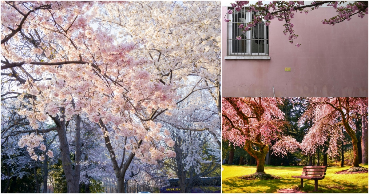 Where to See Cherry Blossoms Outside of Japan: Top 10 Destinations